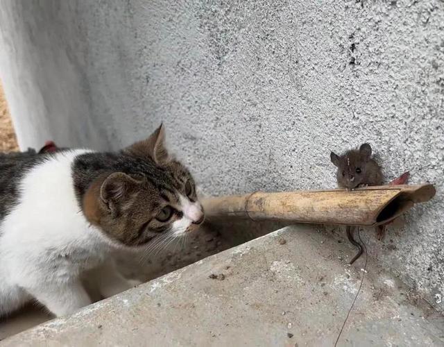 猫爪子剪掉还能抓到老鼠吗_剪指甲影响猫抓老鼠,胡须也很重要 猫爪子剪掉还能抓到老鼠吗_剪指甲影响猫抓老鼠,胡须也很重要