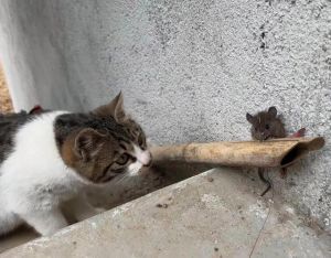 猫爪子剪掉还能抓到老鼠吗_剪指甲影响猫抓老鼠，胡须也很重要