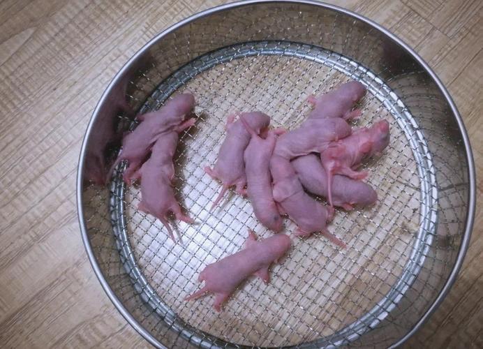 花枝鼠最长寿命纪录_养花枝鼠怎么才能让它活久一点? 花枝鼠最长寿命纪录_养花枝鼠怎么才能让它活久一点?