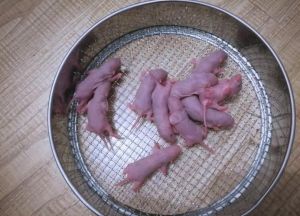 花枝鼠最长寿命纪录_养花枝鼠怎么才能让它活久一点？