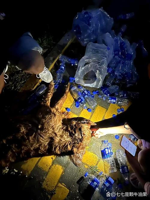 河北网咖古牧犬事件后续_鲍女士爱犬遭侵权,网红驯狗师团队陷丑闻 河北网咖古牧犬事件后续_鲍女士爱犬遭侵权,网红驯狗师团队陷丑闻