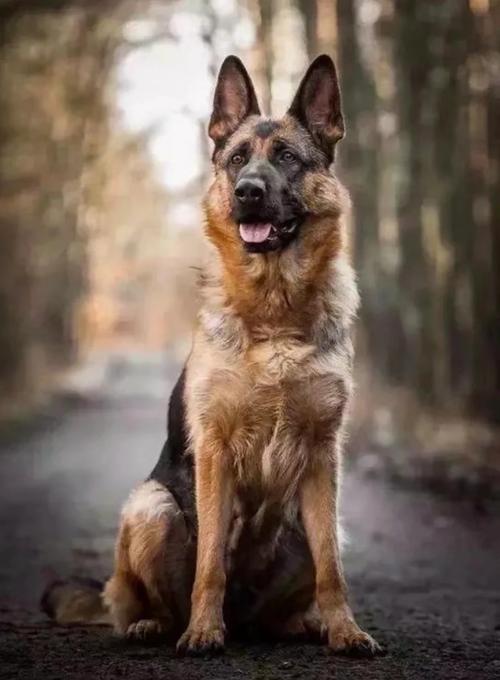 德牧犬的智商高吗_聪明忠诚德牧,需多运动社交 德牧犬的智商高吗_聪明忠诚德牧,需多运动社交