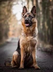 德牧犬的智商高吗_聪明忠诚德牧，需多运动社交