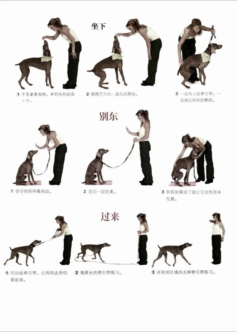 30个训犬口令及手势_手势通心,训犬更简单 30个训犬口令及手势_手势通心,训犬更简单
