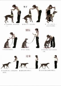 30个训犬口令及手势_手势通心，训犬更简单