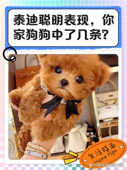 小泰迪认主的表现_泰迪认主后超粘人,撒娇示爱超护主! 小泰迪认主的表现_泰迪认主后超粘人,撒娇示爱超护主!