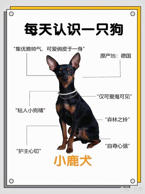 养小鹿犬十大禁忌_小鹿犬喂养护理要点 养小鹿犬十大禁忌_小鹿犬喂养护理要点