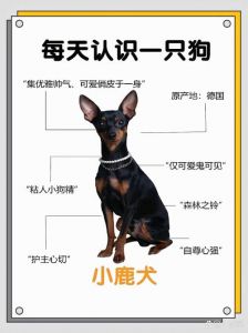 养小鹿犬十大禁忌_小鹿犬喂养护理要点