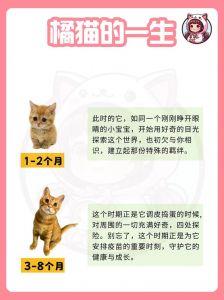猫几个月能长大_饮食运动环境调整要点