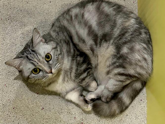 猫睡猫砂盆把自己搞臭是为什么_猫咪睡猫砂盆与臭味原因及解决方法 猫睡猫砂盆把自己搞臭是为什么_猫咪睡猫砂盆与臭味原因及解决方法