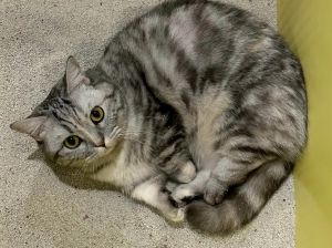 猫睡猫砂盆把自己搞臭是为什么_猫咪睡猫砂盆与臭味原因及解决方法