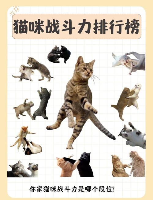 猫可以训练到什么程度_训练猫咪捡球很惊艳,猫也能像狗一样被训练 猫可以训练到什么程度_训练猫咪捡球很惊艳,猫也能像狗一样被训练