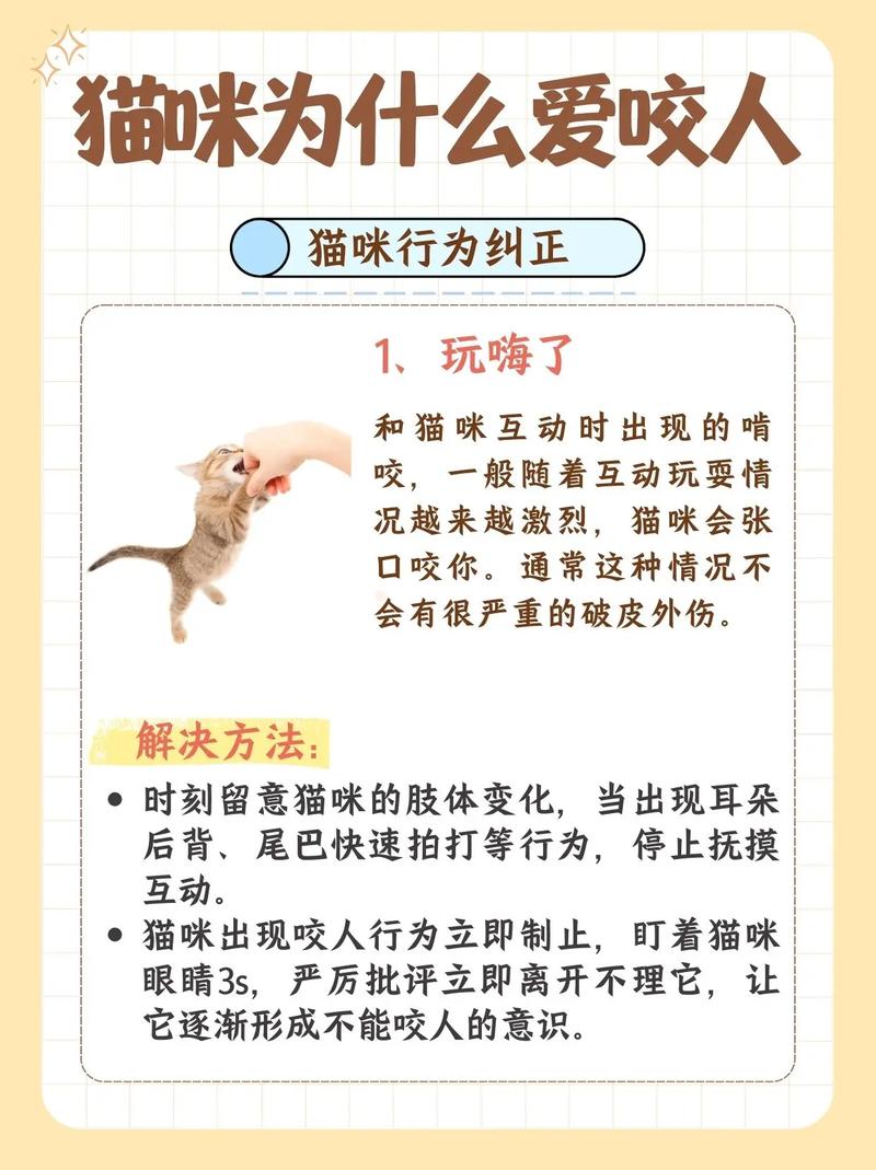 宠物猫会咬人吗_小猫咬人正常?了解原因耐心纠正 宠物猫会咬人吗_小猫咬人正常?了解原因耐心纠正
