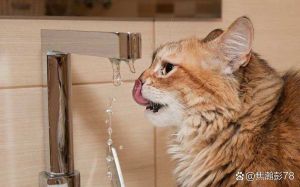 猫喝生水还是凉白开_凉白开最理想！