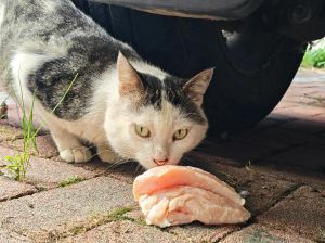 宠物猫可以吃鸡胸肉吗_喂猫鸡胸肉要煮熟无调料，每周2-3次适量，注意营养均衡