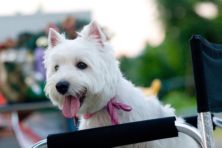 我的狗狗我的爱爱情_雪与威的爱情见证者 我的狗狗我的爱爱情_雪与威的爱情见证者