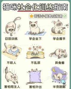 管教小猫的21种方式游戏_培养猫咪好习惯，做贴心好伙伴