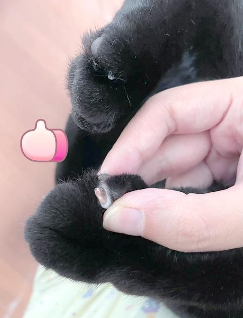 猫把指甲拔掉会影响吗_别拔猫指甲,伤天害理! 猫把指甲拔掉会影响吗_别拔猫指甲,伤天害理!