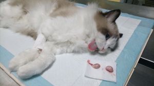 已绝育的母猫半夜叫_母猫绝育后半夜叫唤怎么办？