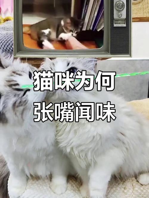 猫闻到什么气味他就不敢来_柠檬薄荷赶走猫,安全防猫小妙招 猫闻到什么气味他就不敢来_柠檬薄荷赶走猫,安全防猫小妙招