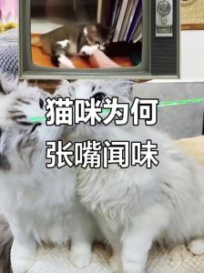 猫闻到什么气味他就不敢来_柠檬薄荷赶走猫，安全防猫小妙招