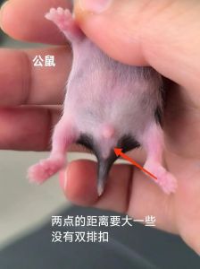 怎样看仓鼠是公的还是母的_看香腺乳头行为