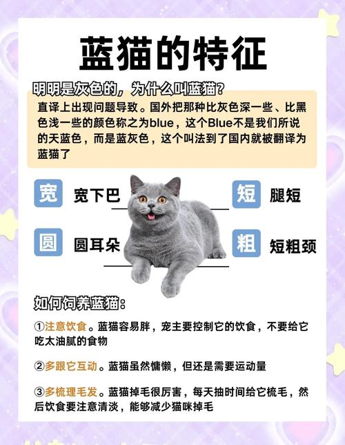 蓝猫认主的5个征兆_蹭脸跟随呼噜,它是你的啦! 蓝猫认主的5个征兆_蹭脸跟随呼噜,它是你的啦!