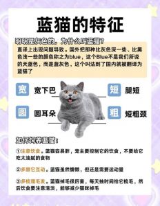 蓝猫认主的5个征兆_蹭脸跟随呼噜，它是你的啦！