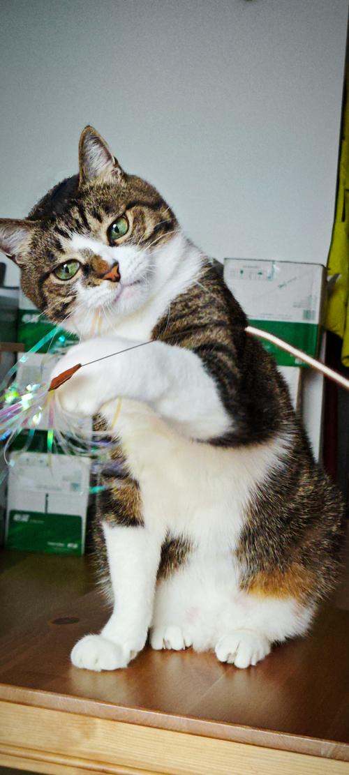 猫玩逗猫棒后全身抽搐怎么办_逗猫棒后猫咪抽搐流口水怎么办? 猫玩逗猫棒后全身抽搐怎么办_逗猫棒后猫咪抽搐流口水怎么办?