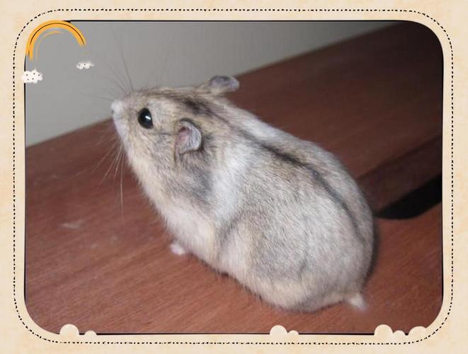 一线仓鼠公母参照图_看香腺乳头体型