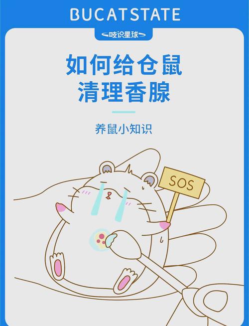 母仓鼠有香腺吗_仓鼠香腺清理方法，公母有别