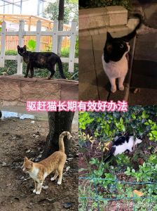 驱赶流浪猫最有效方法_避怕惧，用柑橘味