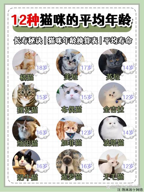 宠物猫几个月成年_猫咪成长速查,1岁等于人类多少岁? 宠物猫几个月成年_猫咪成长速查,1岁等于人类多少岁?