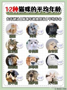 宠物猫几个月成年_猫咪成长速查，1岁等于人类多少岁？