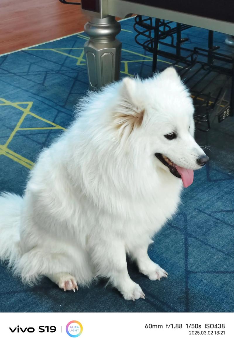 冬天狗狗建议剪脚毛吗_狗狗脚毛怎么剪？保暖卫生要兼顾