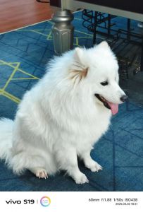 冬天狗狗建议剪脚毛吗_狗狗脚毛怎么剪？保暖卫生要兼顾