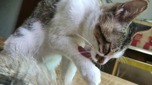 猫用口水洗脸干净吗_清洁杀菌，调节体温