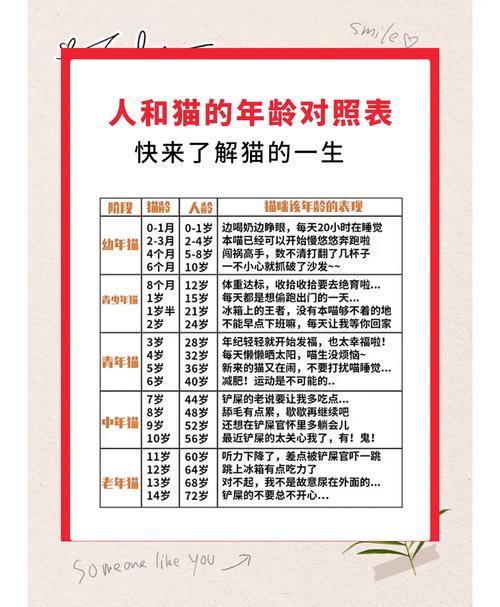 5个月猫咪相当于人类几岁_猫咪成长快,幼猫需精心呵护,科学喂养助长寿 5个月猫咪相当于人类几岁_猫咪成长快,幼猫需精心呵护,科学喂养助长寿