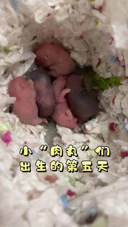 刚出生仓鼠一般吃什么_母乳到辅食的注意事项