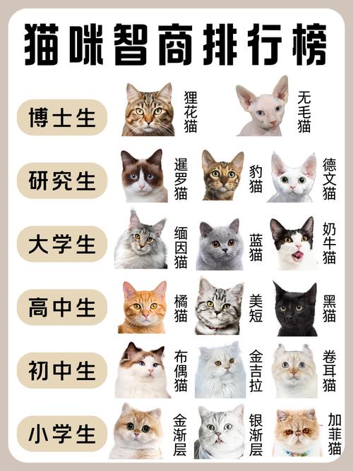 猫聪明吗_猫咪聪明！像保镖还懂你，超可爱