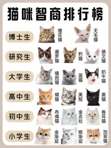 猫聪明吗_猫咪聪明！像保镖还懂你，超可爱
