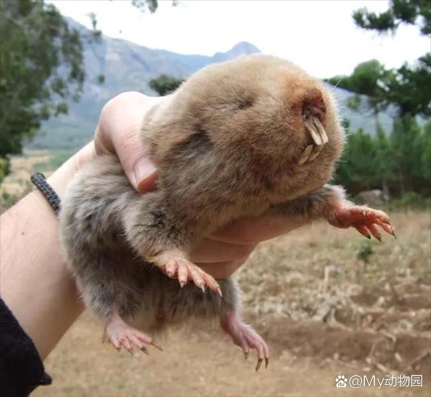 鼹鼠可以当宠物养吗_鼹鼠虽可爱,却不适合家养宠物 鼹鼠可以当宠物养吗_鼹鼠虽可爱,却不适合家养宠物