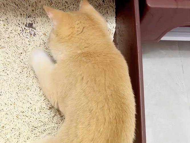 猫不停的去厕所扒猫砂_猫咪扒砂盆?检查环境或身体不适 猫不停的去厕所扒猫砂_猫咪扒砂盆?检查环境或身体不适