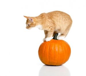 猫可以天天吃南瓜吗_南瓜好，但别喂猫天天吃