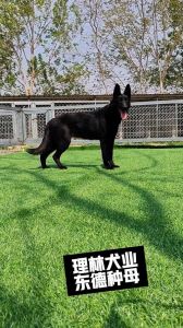 东德牧羊犬有没有弓背的_东德牧羊犬平背与弓背差异解析