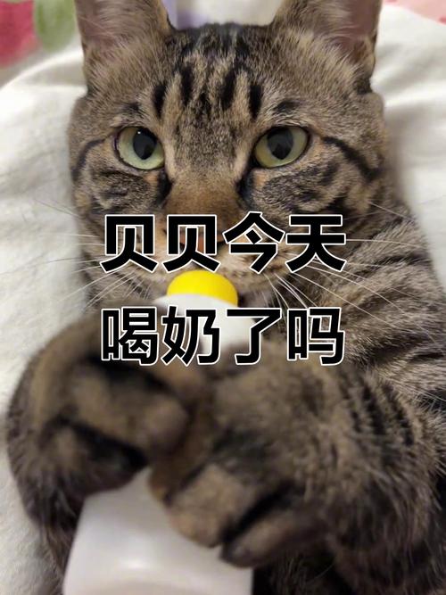 2个月的小猫能喝酸奶吗_小猫能喝酸奶?谨慎少量! 2个月的小猫能喝酸奶吗_小猫能喝酸奶?谨慎少量!