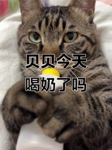 2个月的小猫能喝酸奶吗_小猫能喝酸奶？谨慎少量！