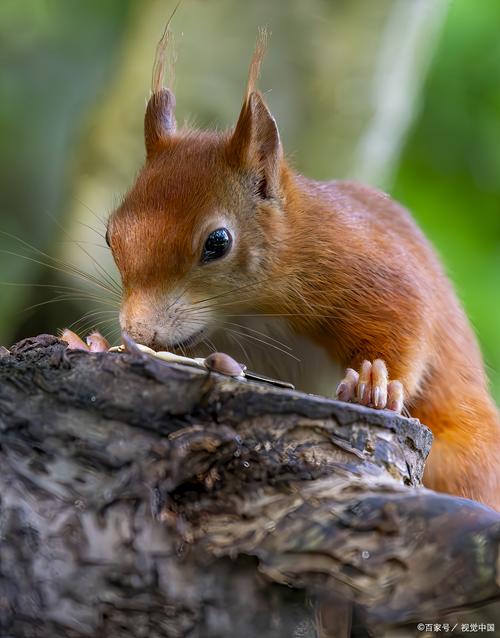 小松鼠图片_活泼可爱,森林精灵,需保护 小松鼠图片_活泼可爱,森林精灵,需保护