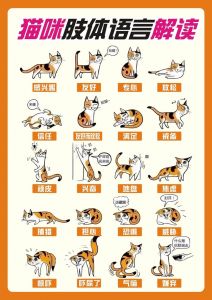 猫奴要从小训练_耐心温柔养猫咪，健康粘人更乖巧