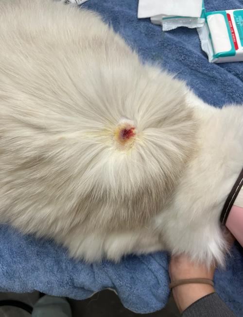 猫做完绝育后感染的表现_猫咪炎症症状与处理 猫做完绝育后感染的表现_猫咪炎症症状与处理